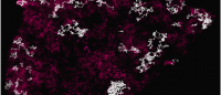 tracks of g-protein coupled receptor pairs on cell surface